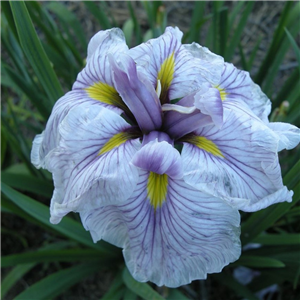 Iris Ensata 'Greyswood Catrina'